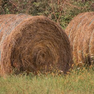 (Grade A) Longleaf Pine Straw Bale